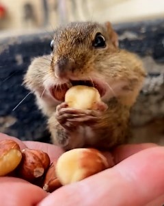 Squirrel savings account: check! 🐿🥜 | Chocolates Lovers