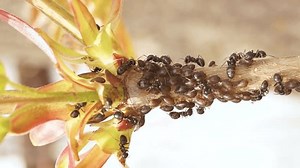 Symbiosis Ants Aphids Ant Tickles Aphid : vidéo de stock (100 % libre de droit) 3813518981 | Shutterstock