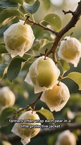 Health benefits of Asian pears: Sweet, refreshing, and irresistibly crunchy, Asian pears are more than just a snack—they’re a hydrating powerhouse. Originated in China, they thrive in temperate climates and are widely cultivated in South Korea and Japan. They support heart health with potassium, reduce inflammation due to antioxidants, aid digestion with soluble fiber, and help regulate blood sugar thanks to their low glycemic index. In East Asian culture, they are symbols of longevity and prosp