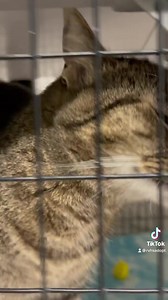 1K views · 117 reactions | Hey everyone, it’s #milliemonday! This sweet adult female is so ready to find a home where she can be a cherished member of your family. She is sweet, playful, and loves to flop over to show you her belly (but it’s a trap; scratch her chin instead!). Millie is available for adoption now at RVHS! #rvhsadopt #adoptdontshop #catsofinstagram | Rogue Valley Humane Society | Facebook