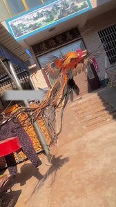 Chicken can be as beautiful as #Phoenix With its beautiful feathers and graceful posture, this pet chicken from #HenanProvince is like a phoenix when it flies. (Cr. FF667799828) | T-Time HK