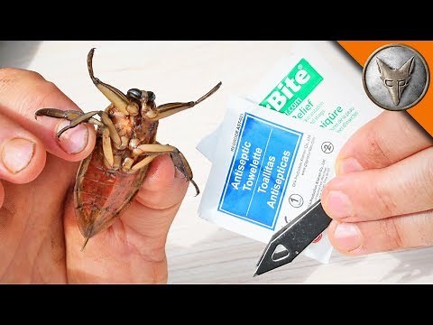 Toe Biter Treatment!