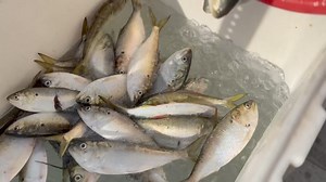 #fresh #freshbunker #bluefish #striperbass , 2024 spring run, #xxxbangin #AtlanticCity #blitz 🎯 #Hotspot 🎣 ONESTOP 🆕￼ #lucky #Jetty ￼BIG #Bass #Striper #AC #FishTrap￼ ￼￼￼￼￼#BANGIN ALL NEW ONESTOP Bait & Tackle 414 Atlantic City NJ 08401 609-363-BASS￼ The DAY of the Day!!! Jumbo BloodWorm Live Shell clams 🐟 Live Jumbo Blood Worm 🐟 Live Green crabs 🐟 Fresh Bunker 🐟 Live minnows 🐟 ￼ 🐟🐟🐟🐟🐟🐟🐟🐟🐟🐟🐟🐟🐟🐟🐟🐟NEW ONESTOP TEAM SWEATSHIRTS !!!!!! ￼#TripleBANGIN ￼#BigFish #Sunrise￼ #AC #O