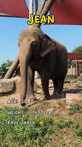 Happy Asian Elephant Awareness Month! Say hi to our elephantastic girls Surapa, Johti, and Jean! ✨🐘❤️ | Audubon Zoo
