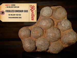 The clutch of eggs shown here is from a 100-million-year-old nest belonging to a therizinosaurus. The #therizinosaurus is believed to have towered 25 feet tall, standing upright on two legs. Their arms alone are thought to have reached eight feet, and were tipped with huge three-pronged claws. The claws are actually where therizinosaurus gets its name, as it is Greek for scythe—literally the “Scythe lizard.” | Ripley's Believe It or Not!