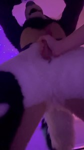 Desperate Pup Humps Owner's Hand To Cum