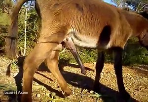 Donkey masturbating self sucking