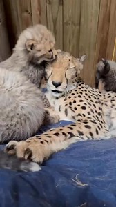 4.5K views · 2.9K reactions | Topaz isn’t just raising three cubs -...