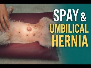 Dog Spay and Umbilical Hernia Repair | Veterinary Surgical Case