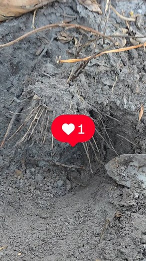 #goodvibes #gardening #farming #yam | Backyard Gardenz