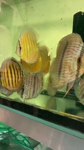 29 reactions | Wild discus ready for sale :) | Livefish Bulgaria | Facebook