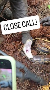 11M views · 29K reactions | Very hard to handle a defensive python in close quarters! Not a lot of room to work, and even less room for error! . #python #burmesepython #burm #burmese #snake #foryou #fyp #fypシ #explore #explorepage #foryoupage #everglades #florida #floridaman #nature #wildlife #invasivespecies #invasive #nest #eggs #pythonnest #pythoneggs #capture #viral | Snakeaholic | Facebook