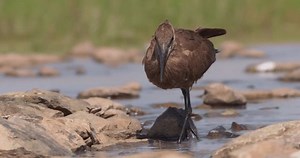 Weitaufnahme eines Hamerkop (Scopus umbretta), der: Stockvideos & Filmmaterial (100 % lizenzfrei) 3689717283 | Shutterstock