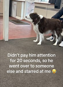 Her dog has options too 🤣 | HappinessHub