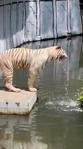 Vomiting tiger #animals #tiger #tiktok #fyp #fouryoupage #usa | featheredsoul77