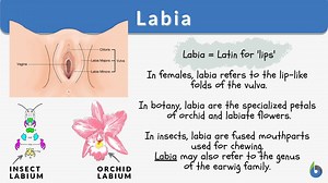 Labia Definition and Examples - Biology Online Dictionary