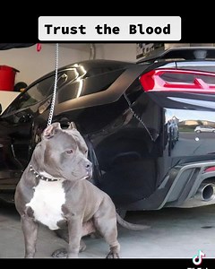 Trust the blood | Hall Of Fame Bullies