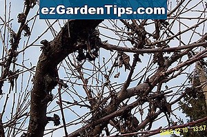 A sérült fa kéreg kezelése 🌱 Tippek Kertészek - Hu.ezGardenTips.com