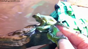 Round Frog enjoys her Dinner Finger while Voigt takes a bath and Long Frog is Brave! | Stickyfrogs
