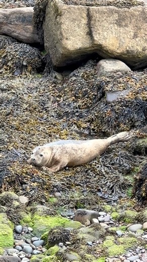 Saw us some real life seals today at st Mary’s lighthouse.stood and watched them for ages and there were dolphins too but harder to film the dolphins from the distance we were at.beautiful to see them all hanging out together.#seals #seal #nature #dolphins #seadog #northeast #stmaryslighthouse #causeway #beach #cute #motherclutteruk #motherclutter | Mother Clutter UK