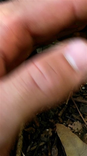 Fiery Searcher! #lakelivingston #Livingston #LivingstonTX #lakelivingstonstatepark #parkrangers #parkranger #beetle #beetles #fierysearcher #searcherbeetle #wildlife #nature #invertebrates #invertebrate #interpreter #interpreters #interpreting #forest #wildlifeeducation #natureeducation #teachers #pineywoods #easttexas #beautiful #colorful #vibrant #harmless #woodlands #texasstateparks #texasparksandwildlife | Lake Livingston State Park - Texas Parks and Wildlife