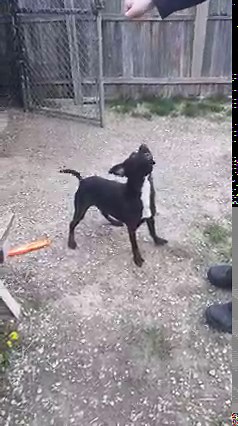 38 reactions · 20 shares | CUDDLEBUG ALERT!!! Meet Crow. He is neutered, current on all vaccines, heartworm negative, 2-3 yrs old, 27 lbs and possibly housebroken. Crow is a friendly guy that prefers women. He is not on the Adoption Floor so please ask staff to meet him. | Muncie Animal Care & Services | Facebook