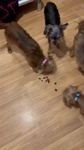 Most of the Yorkie girls were scared of me two days ago, but not anymore. You could tell that they had never been loved. Every morning they greet me at the door with wagging tails. They are doing great using puppy pads. Sometimes they get rowdy and tear up one. We already have spay appointments set up for all. Since Elsa may be pregnant, we canceled her appointment. | Doggy Daze Boarding & Rescue