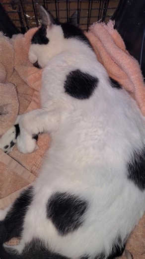 We are at CCVS with Gardenia and Eddie Haskel. Eddie (who was normal yesterday) seemed like he was coming down with URI this morning. We made arrangements for him to be seen tomorrow. He has, since, declined RAPIDLY. We were away for a couple hours and returned to find him lateral and having peed himself on the bed. He is nearly unresponsive with shallow breathing. He is critical and we don't know why. Gardenia looks like the crypt keeper and stopped eating two days ago after vomiting what looke