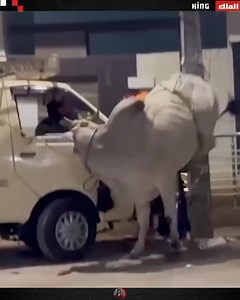 134K views · 285 reactions | Incredible animal encounters!! | Asian Peasant Coalition | Facebook