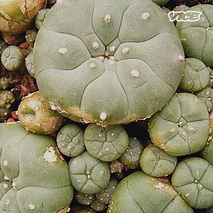 2.3M views · 16K reactions | A psychedelic plant researcher took us foraging for trippy plants in the Australian bush. | VICE Australia | Facebook