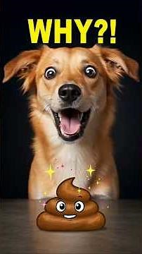 Why Do Dogs Eat Poop?! The Gross Truth