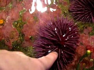 Sea Urchin Hugs