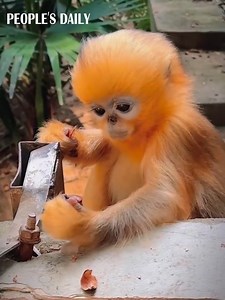 Eating with poise and grace! A beautiful golden snub-nosed #monkey Rui Rui eats her chestnuts at Hongshan Forest Zoo in east China's Nanjing. | VideoChina