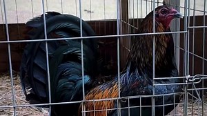 Rcp Gamefarm in Hawaii 🌴🇺🇸 Owner Roger Tabac No Fowl For ILLEGAL Purposes Video Content In This Farm Just For Breeding, Show and Preservation Purposes #gallos #gallosfinos #gamefowl #gamefarm #manok #rooster #gamefowlbreeder | Ayam Philipin