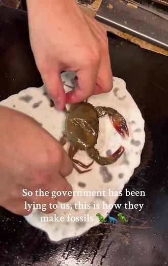 Understanding How Fossils Are Formed