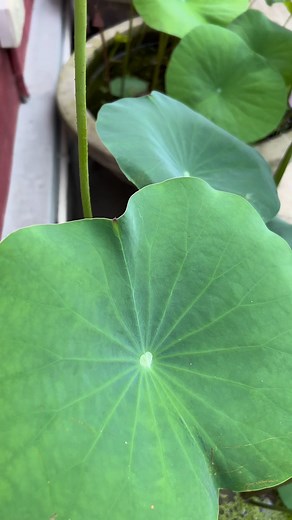 2.6K views · 87 reactions | Masuda Bhatti on Reels | Facebook