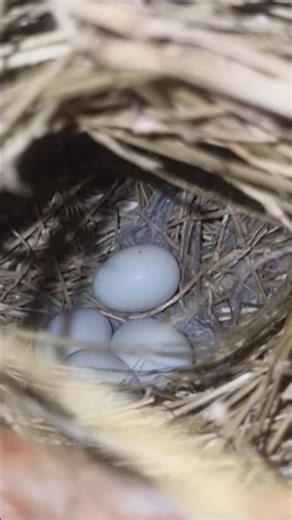 Amazing Zebra Finch Egg Laying and Nest Care 🥚🪺🐦#shorts #finch
