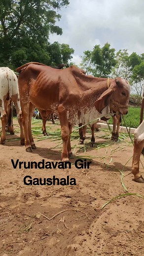 Gir calf Gujarat. #gircalf #gircows #girbull #gir #cow #girmilk #milk #Bhavnagar #Rajkot #Ahemdabad #gyr #girgaushala #pradipsinraol #gircow #gircalf #gircows #girbull #gir #cow #girmilk #milk #Bhavnagar #Rajkot #Ahemdabad #gyr #girgaushala #pradipsinraol #sagvadigaushala #gircow | Vrundavan Gir Gaushala