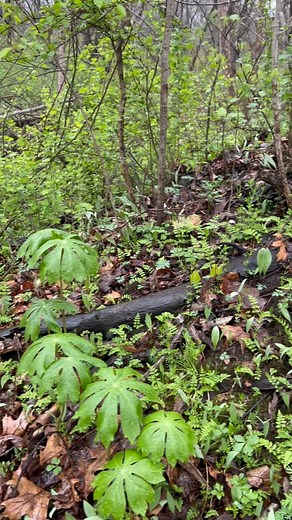 Sunday afternoon celebration…a peaceful rain shower in the forest. #spring #rain #deciduousforest #ferns #peace #botanicalbelonging | Botanical Belonging