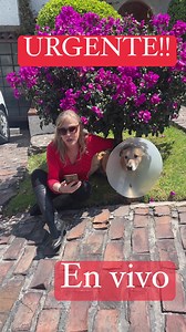 5.9K views · 924 reactions | Pay de Limón on Reels | Facebook