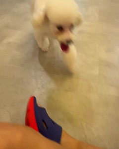 Lumi’s playtime | Amber Toy Poodle