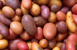 Engineering Polymers from Potatoes - Activity