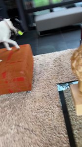 This nut! Gus is in full fox terrier mode. | David Dangle QVC