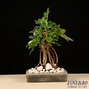 7.5K views · 130 reactions | Homemade Planter Ideas #jugaad | Jugaad | Facebook