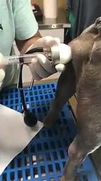 Ai .狗狗人工受孕过程(1)