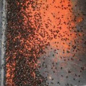 [Hot Item] Hot Sell Cockroach Killing Bait Powder, Fly Bait