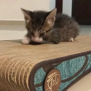 Rasgar es un instinto felino, los gatos rasgas por ser gatos sin importar su edad! #RasgarJugarDormir #RascadoresParaGatos #LosGatosRasgan #SeUsaPorLosDosLados #RasgarDormirJugar #CuidaTusMuebles #Rasgar #Rascadores #Gatos #GatosColombia #AmoMiMato #DecoHogar #MarcaGato #EcoFurniture #TodoEsParaMiGato #SalvandoMuebles #GatosDeColombia #MiGatoEsMarcaGato #RegalosParaMiGato #GatosMarcaGato #EstiloGatuno #MueblesParaGatos #DiseñoParaGatos #CatsOfInstagram #InstaCat # InstaGato #GatosDeInstagram #Th