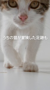 【冒険が好きな猫🐱のオーナーにも】 新しいダイソンのSubmarine™ウェットローラーヘッドなら、これまで吸引できなかった、床のべたつきや食べこぼしも水拭き✨ 雑巾やモップのように何度もこする必要なく、簡単にきれいに掃除できます。 ペットと暮らす生活を、ダイソンで快適に🐱✨ 詳しくはこちら：http://ms.spr.ly/61879jMeW #水拭きもダイソン #ダイソンサブマリン #新商品 #dyson #ダイソン #掃除機 #掃除 #家事 #コードレスクリーナー #猫のいる暮らし #猫 #ペットとダイソン #petsofdyson | Dyson