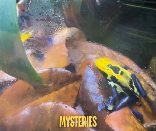 2.6K views | ⚠️Did you know one of the planet’s most poisonous...