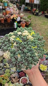 Assorted succulents in a huge cup and saucer planter.... 🪴💚🌿 #bikolanahardinera | Bikolanahardinera